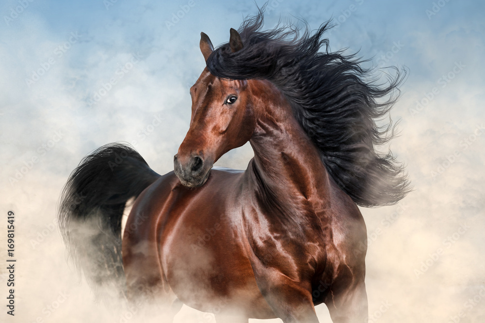 Wall mural bay stallion with long mane run fast in desert dust