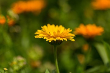 Beautiful marigolds flowers