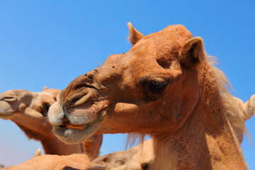 Camels in the desert