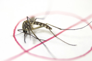 mosquitoes with mosquito warning