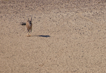 Oryx in the Kalahari Desert