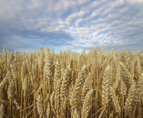 Wheat field against a blue sky