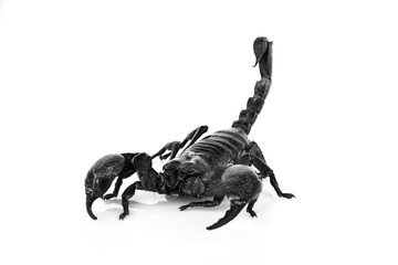 scorpion on white background