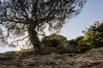 Fototapeta na wymiar A tree on a rock.