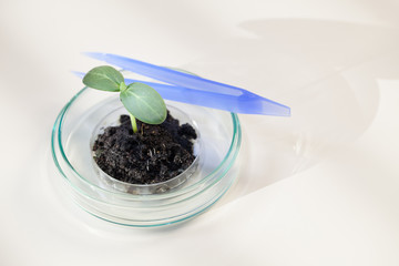 Young  green plant on petri dish in genetic laboratory