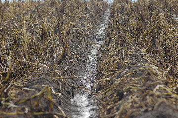 ジャガイモの収穫