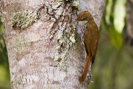 Arapaçu-escamado (Lepidocolaptes squamatus) | Scaled Woodcreeper photographed in Linhares, Espírito Santo - Southeast of Brazil. Atlantic Forest Biome.