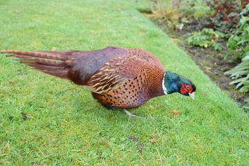 Cock pheasant