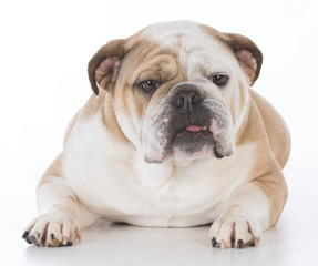 Obraz premium dog looking at viewer