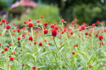 ストロベリーキャンドルの花畑