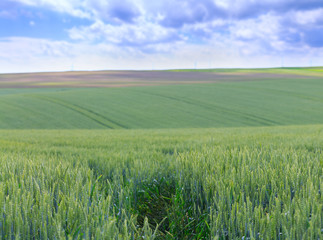 Green fields of wheat. Blue sky with cumulus clouds. Magic summertime landscape. Concept theme: Agriculture. Nature. Climate. Ecology. Food production.