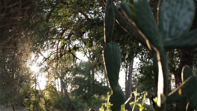 Bosque