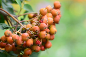 Rowan tree branch