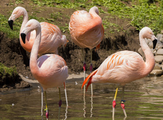 Flamingos - 169818225