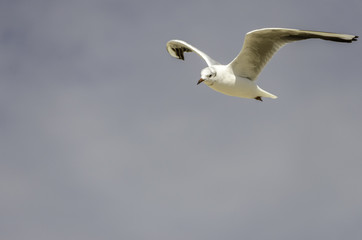 oiseau en vol