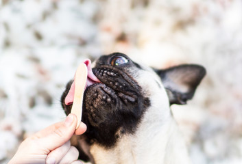 Mops schleckt am Eis