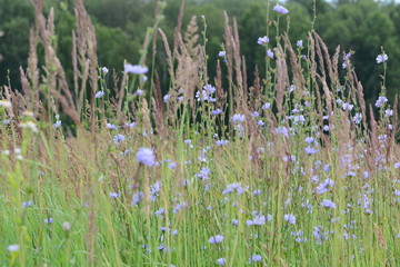 Cornflowers on a meadow field