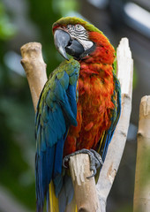 Macaw Parrot - 169818602