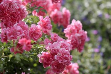 Rosenbusch mit Blüten