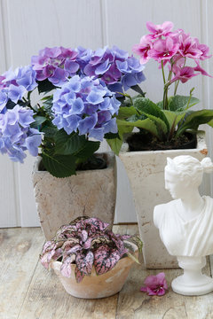 Blaue Hortensien und rosa Blühpflanze als Dekoration