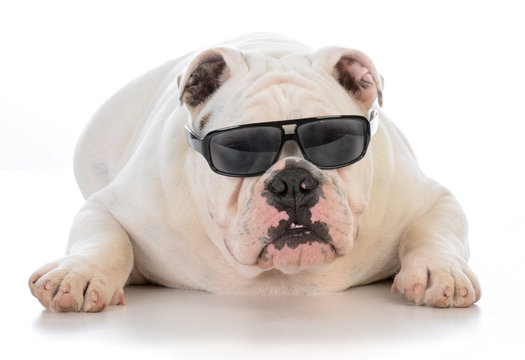 male bulldog wearing sunglasses