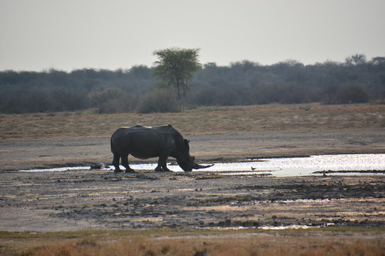 White rhino is drinking water, Khama Rhino Sanctuary, Botswana, Africa