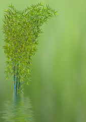  touffe de bambous verts, fond nature avec reflets 