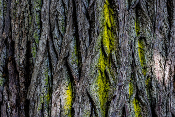 Obraz premium Tree