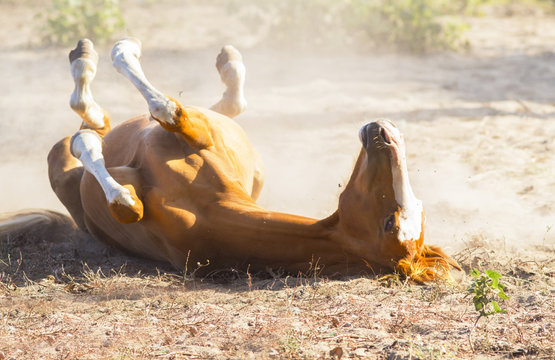 cavallo nella polvere