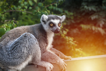 Lemur sitting and looking right