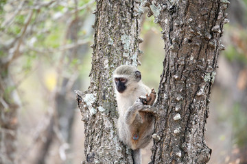 Vervet Monkey