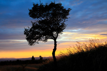 Fototapeta na wymiar Drzewo o zachodzie słońca