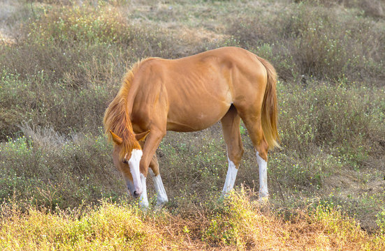 cavallo al pascolo