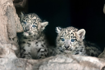 Two cute snow leopard baby portrait