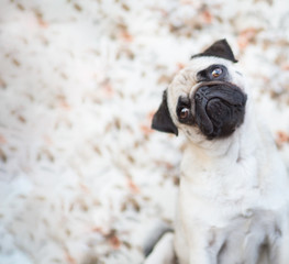 Mops mit geneigtem Kopf vor hellem Hintergrund