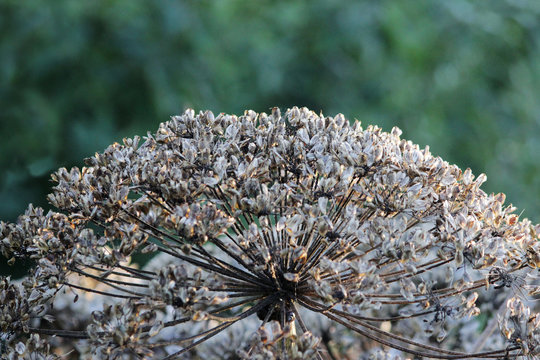 Plant cow-parsnip Sosnovsky Heracleum with seeds in autumn.