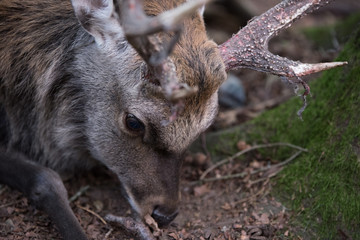 closeup on a deer antler