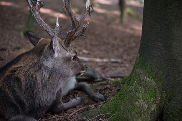 Resting deer