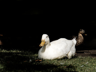 Canard blanc