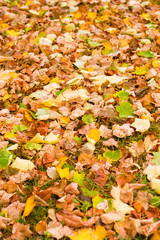 Background with maple autumn leaves in autumn park. Outdoor autumn concept.