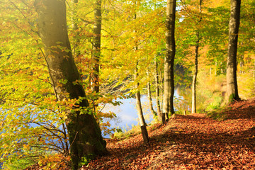 Obraz premium Evening sunlight at lake and autumn trees.