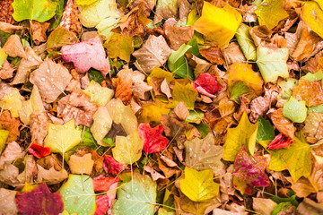 Background with maple autumn leaves in autumn park. Outdoor autumn concept.