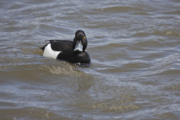 Tufted duck.
