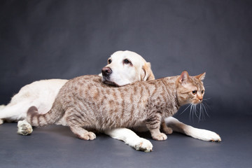 Katze schmust mit Hund