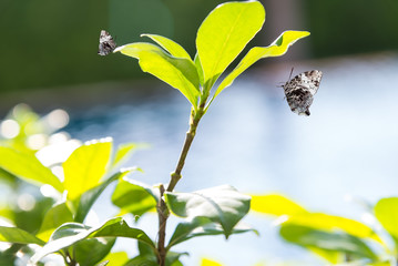 Close-up Small decorative tree top leaf wall