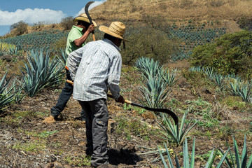 Dos campesinos están trabajando en el campo del agave para elaborar tequila.