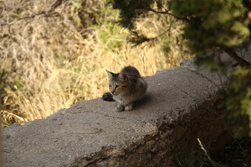 Straßenkatze Mallorca