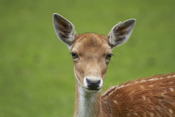 Fallow Deer