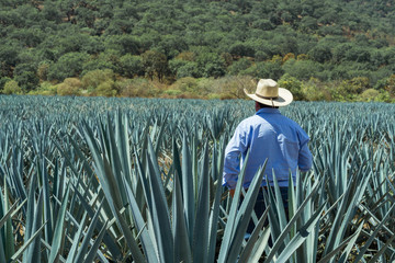 El hombre está revisando el campo de agave para la elaboración del tequila.