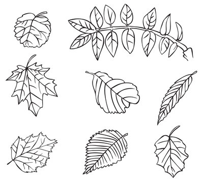 tree leaves drawing